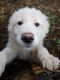 Other Puppies for sale in Chehalis, WA 98532, USA. price: NA