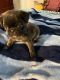 Other Puppies for sale in Prescott, AZ, USA. price: $800