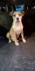 Other Puppies for sale in San Antonio, TX, USA. price: NA