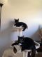 Other Cats for sale in Mechanicsburg, PA, USA. price: NA