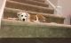 Other Puppies for sale in Glen Allen, VA 23060, USA. price: NA