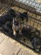 Other Puppies for sale in Wauchula, FL 33873, USA. price: NA