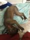 Other Puppies for sale in Fairborn, OH 45324, USA. price: NA