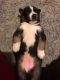 Other Puppies for sale in San Diego, CA, USA. price: $300