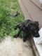 Other Puppies for sale in 3224 Tuskegee St, Dallas, TX 75215, USA. price: NA