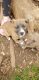 Other Puppies for sale in 371 5th St, Cedartown, GA 30125, USA. price: NA