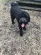 Other Puppies for sale in East Granby, CT, USA. price: NA
