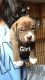Other Puppies for sale in Bloomingdale, NJ, USA. price: $375