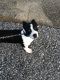 Other Puppies for sale in Pensacola, FL, USA. price: NA