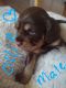 Other Puppies for sale in Lanexa, VA 23089, USA. price: NA