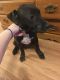 Other Puppies for sale in Indianapolis, IN, USA. price: NA