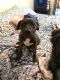 Other Puppies for sale in 244 Pin Oak Dr, Clarksville, TN 37040, USA. price: NA