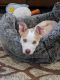 Other Puppies for sale in Bradenton, FL 34210, USA. price: NA