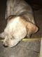 Other Puppies for sale in Lubbock, TX, USA. price: $50