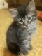 Other Cats for sale in Baytown, TX, USA. price: NA