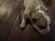 Other Puppies for sale in Bowling Green, KY, USA. price: NA