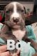 Other Puppies for sale in Glendale, AZ, USA. price: $100