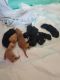 Other Puppies for sale in Apopka, FL, USA. price: NA
