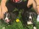 Other Puppies for sale in 926 N Fountain Ave, Springfield, OH 45504, USA. price: NA