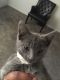 Other Cats for sale in 7840 Marty St, Overland Park, KS 66204, USA. price: $150