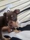 Other Puppies for sale in Chester, PA, USA. price: $780