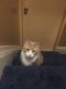 Other Cats for sale in Hyattsville, MD, USA. price: NA