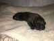 Other Puppies for sale in Lexington, KY, USA. price: $400