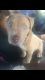 Other Puppies for sale in Tampa, FL, USA. price: NA