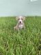 Other Puppies for sale in Cape Coral, FL 33990, USA. price: NA