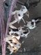 Other Puppies for sale in Trinidad, CO 81082, USA. price: NA