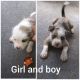 Other Puppies for sale in Marietta, GA, USA. price: NA