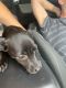 Other Puppies for sale in San Bernardino, CA, USA. price: $430