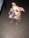 Other Puppies for sale in The Bronx, NY 10473, USA. price: NA