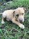 Other Puppies for sale in Denham Springs, LA 70706, USA. price: $100