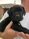 Other Puppies for sale in Amarillo, TX, USA. price: NA