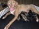 Other Puppies for sale in Houston, TX, USA. price: NA