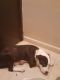 Other Puppies for sale in Springfield, OH, USA. price: NA