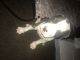 Other Puppies for sale in Los Angeles, CA 90011, USA. price: NA