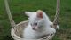Other Cats for sale in Ramsey, MN 55303, USA. price: $160