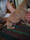 Other Puppies for sale in Center Line, MI, USA. price: NA