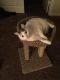 Other Cats for sale in Las Vegas, NV 89123, USA. price: $1