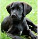 Other Puppies for sale in Lepanto, AR, USA. price: NA