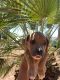 Other Puppies for sale in Prescott Valley, AZ, USA. price: $600