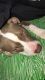 Other Puppies for sale in Alpha, NJ 08865, USA. price: NA