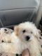 Other Puppies for sale in Sanford, FL, USA. price: NA