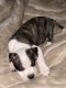 Other Puppies for sale in Portage Park, Chicago, IL, USA. price: $600