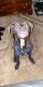 Other Puppies for sale in Clermont, FL, USA. price: $400