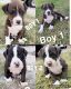 Other Puppies for sale in Orange Grove, TX 78372, USA. price: NA