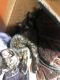 Other Cats for sale in 3364 Page Ave, Blairsburg, IA 50034, USA. price: NA