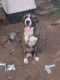 Other Puppies for sale in Tulsa, OK 74127, USA. price: $100